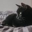 Confira os principais mitos sobre gatos idosos