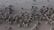 Reprodução / Instagram