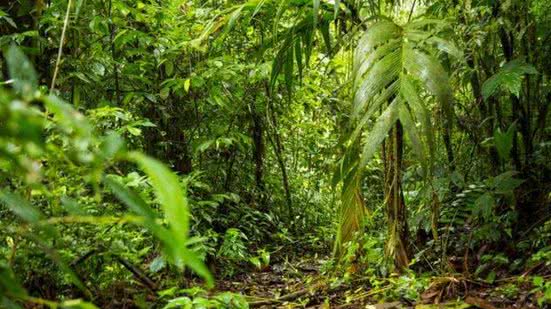 Divulgação / Freepik