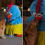 Golden retriever tem reação adorável ao conhecer Galinha Pintadinha\u003B assista