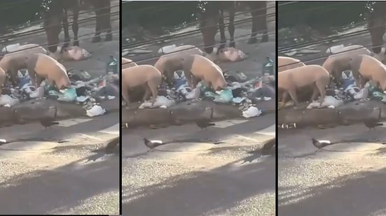 Imagem Porcos comendo lixo nas ruas de Periperi preocupam moradores