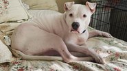 Cachorro Olive deitado - Reprodução/ Instagram