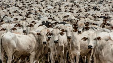 Reprodução/Governo de Mato Grosso