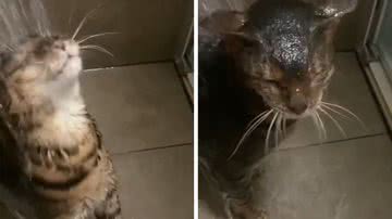 Reprodução/Instagram @humanlovespets