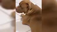Reprodução/ Vídeo