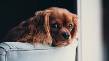 StockSnap por Pixabay