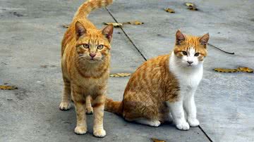 Josep Monter Martinez por Pixabay