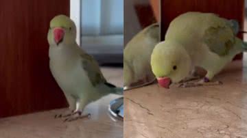 Reprodução/TikTok @zazu.azule