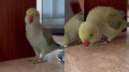 Reprodução/TikTok @zazu.azule