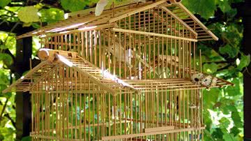 Reprodução/Pixabay