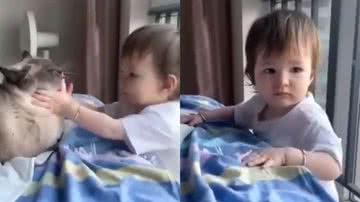 Reprodução/Instagram @planeta.dos.pets