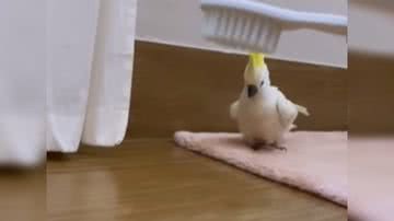 Reprodução/ Vídeo