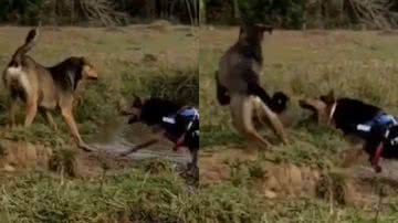 Reprodução/Instagram @dandarasobrerodas