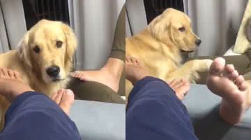 Imagem Cachorro com sono fica sem paciência para papo demorado de tutora e a expulsa de cômodo; assista