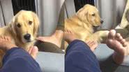Imagem Cachorro com sono fica sem paciência para papo demorado de tutora e a expulsa de cômodo; assista