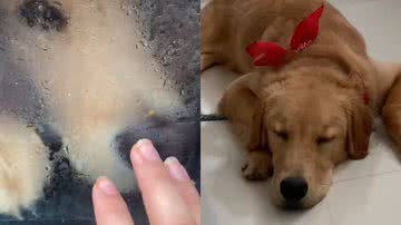 Reprodução/TikTok @ichiharagiselly