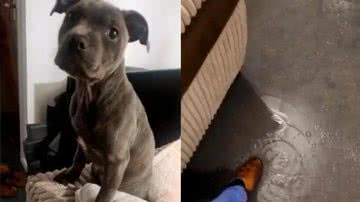 Reprodução/TikTok @bcohbabry