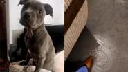 Reprodução/TikTok @bcohbabry