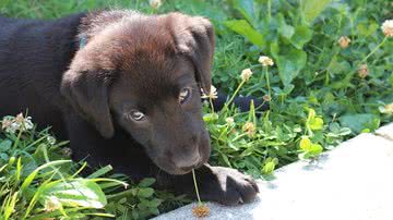 Liz McVoy por Pixabay