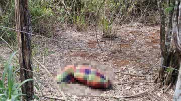 Reprodução/Giroemipiau1