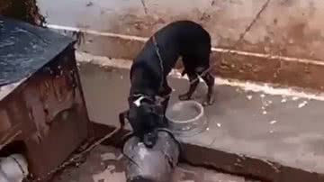 Reprodução/Vídeo