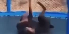 Reprodução/ Vídeo