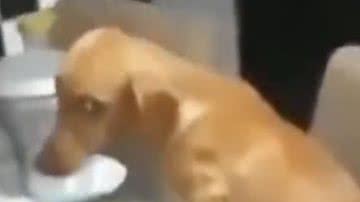 Reprodução/ Vídeo