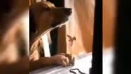 Reprodução/ Vídeo