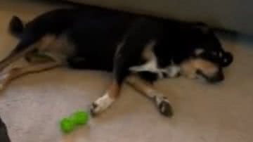 Reprodução/ Vídeo