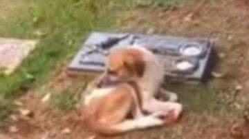 Reprodução/ Vídeo