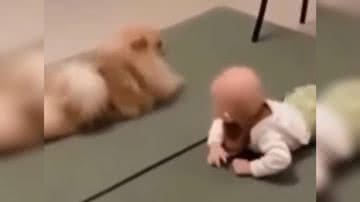 Reprodução/ Vídeo