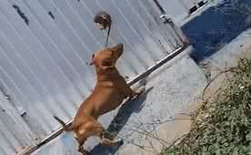 Reprodução/ Vídeo