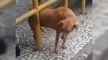 Reprodução/ Vídeo