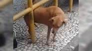 Reprodução/ Vídeo