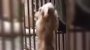 Reprodução/ Vídeo