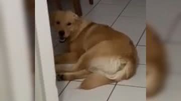 Reprodução/ Vídeo