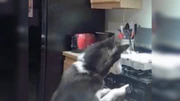 Reprodução/ Vídeo