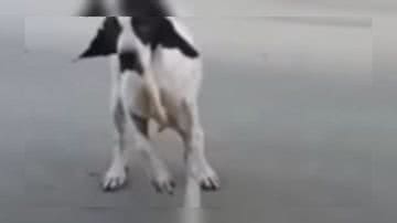 Reprodução/ Vídeo