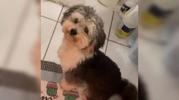 Reprodução/ Vídeo