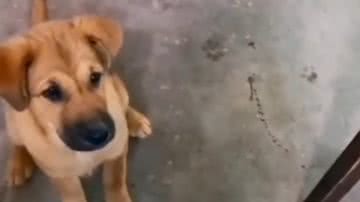 Reprodução/ Vídeo