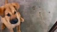 Reprodução/ Vídeo