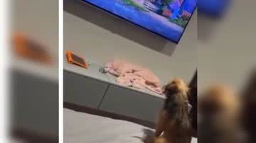 Reprodução/ Vídeo