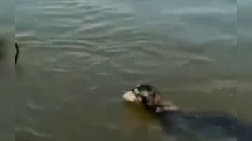 Reprodução/ Vídeo