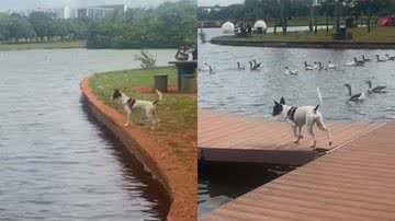 Reprodução/TikTok @_tatamb