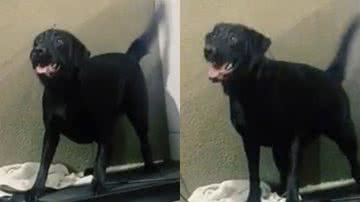 Reprodução/TikTok @labra_kiara