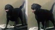 Reprodução/TikTok @labra_kiara