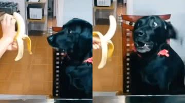 Reprodução/Instagram @amigodequatropatas_oficial