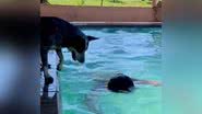 Imagem Cadela se depara com tutora "desacordada" em piscina e toma atitude radical; assista