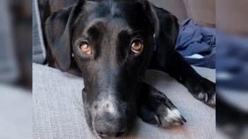 Reprodução/ Vídeo