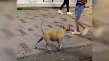 Reprodução/ Vídeo